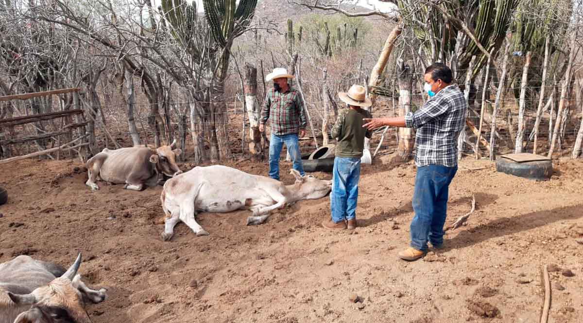 Desnutrici N Y Neumon A Causas De La Muerte De Ganado En Bcs