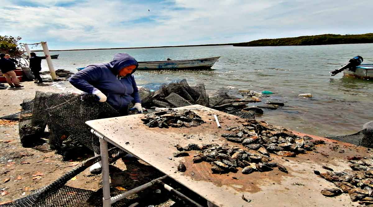 Se producen 2 mil toneladas anuales de ostión en BCS