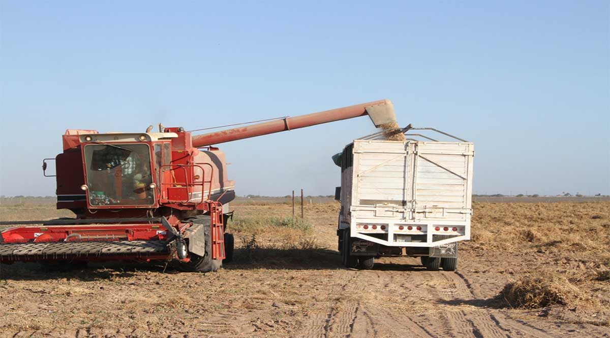 Dejará BCS de percibir 51% en el 2020 en agricultura y desarrollo rural; injusto e inequitativo: Córdova