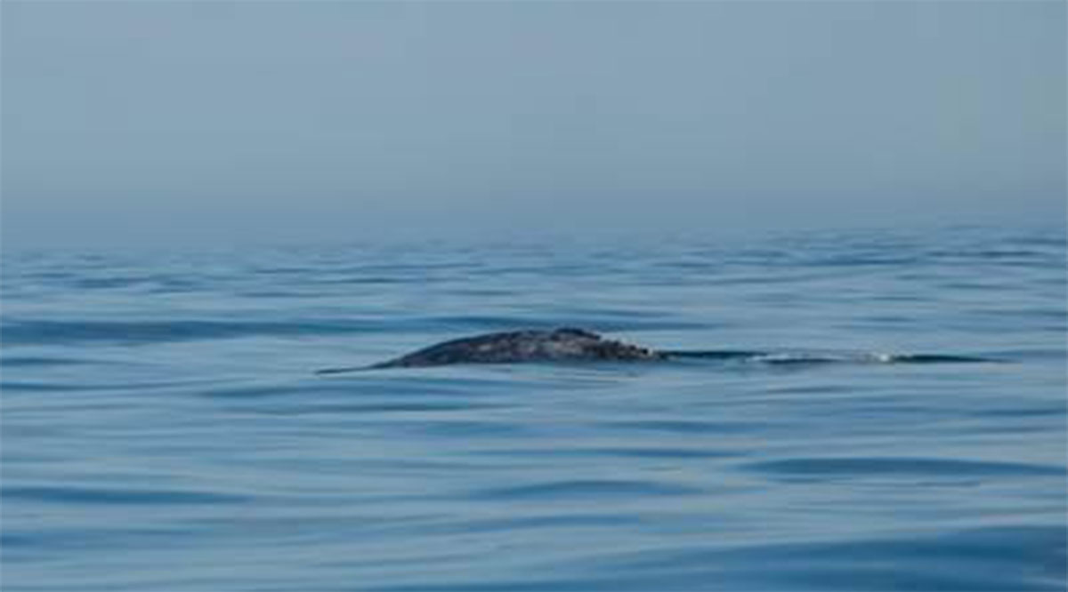 Se registró el primer arribo de ballena gris a BCS; inicia la temporada de observación el 15 de diciembre