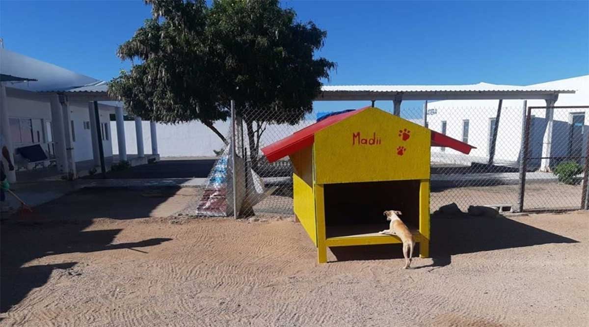 Garantiza CEMAC resguardo de perros durante temporada de frío