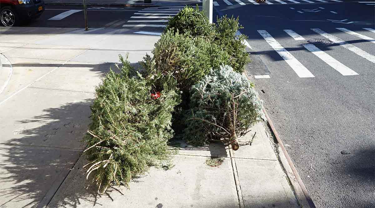 No se llevarán los árboles de Navidad los camiones recolectores de basura en La Paz