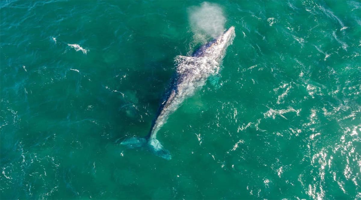 En Puerto San Carlos del 13 al 16 de febrero se realizará el Festival Internacional de la Ballena Gris