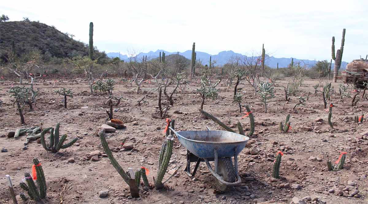 Inician trabajos para un nuevo panteón en Loreto