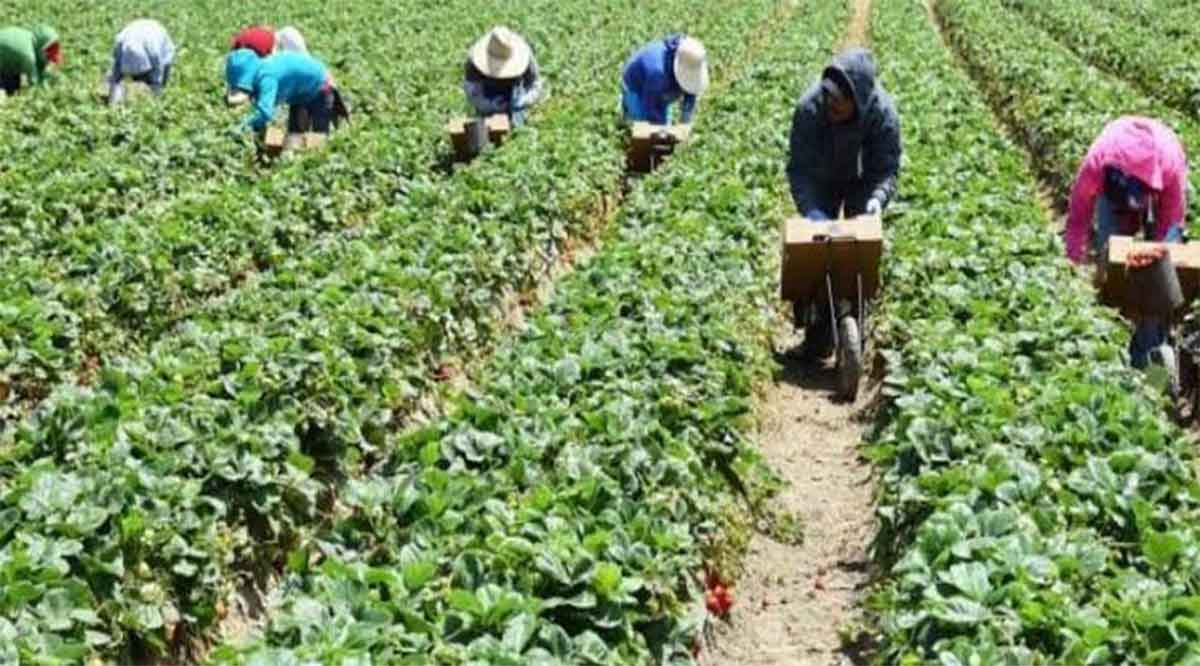 Supervisan que traslado de jornaleros agrícolas cumpla con la normatividad