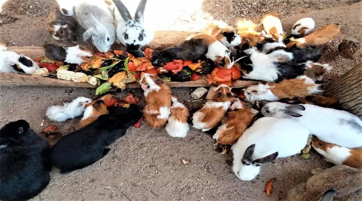 Van ciudadanos al rescate del Serpentario de La Paz