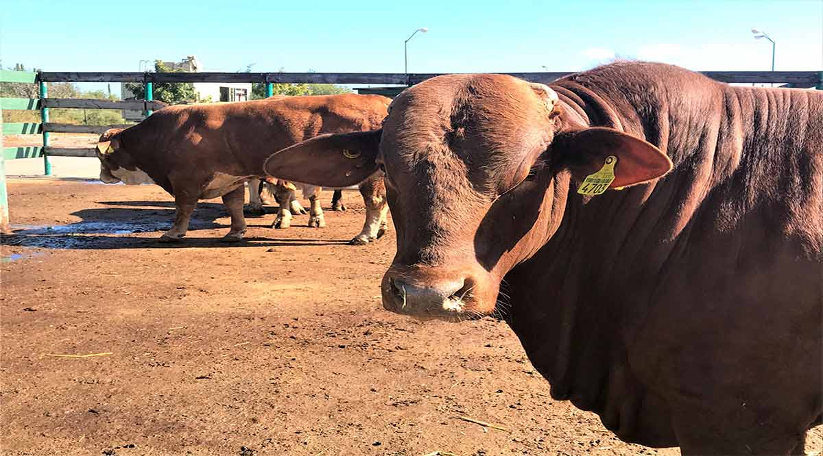 Fortalecen campaña contra tuberculosis bovina en BCS