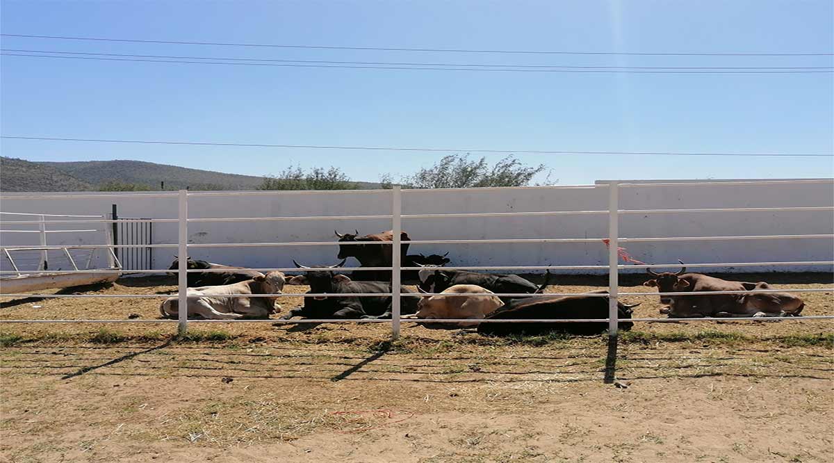 Tiene capacidad de recibir hasta 500 animales el rastro de La Paz