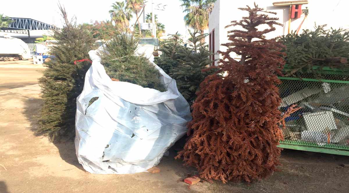 Recibirán en el relleno sanitario los árboles naturales de Navidad