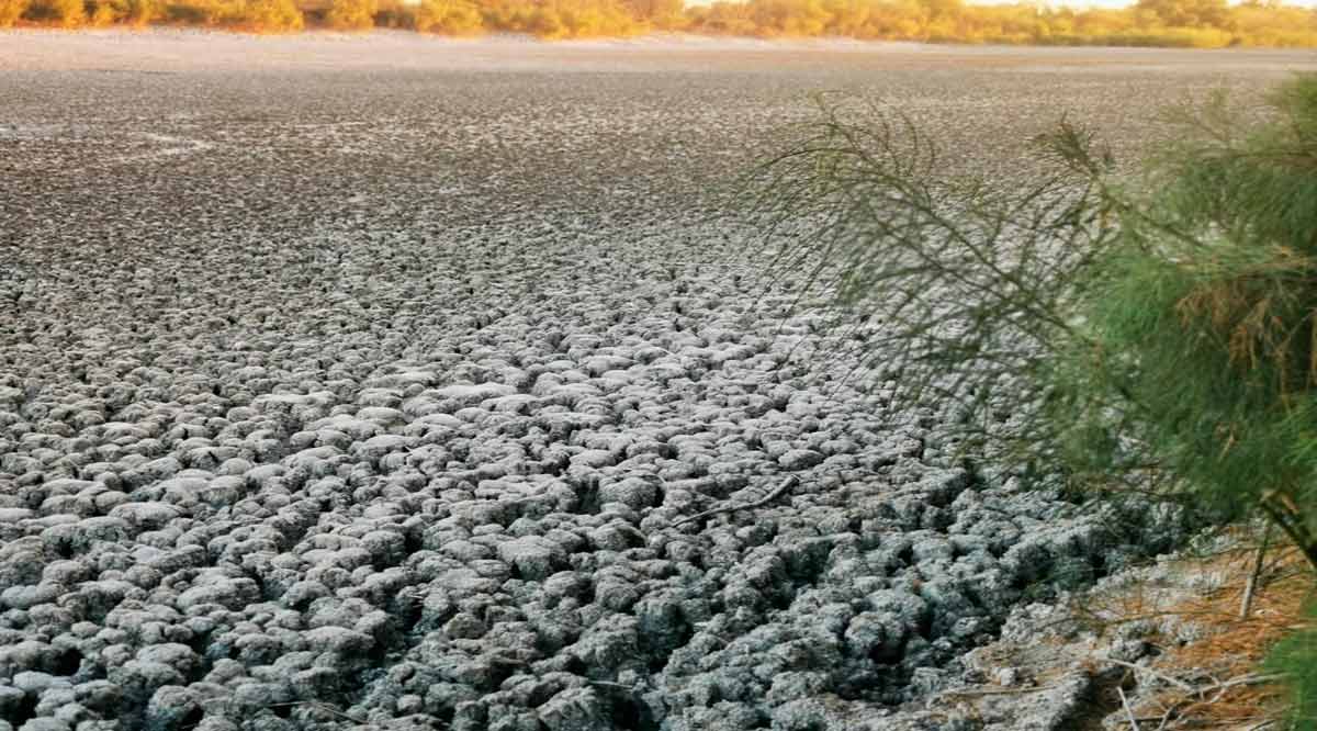 Causa el sector transporte en BCS un gran impacto al medio ambiente