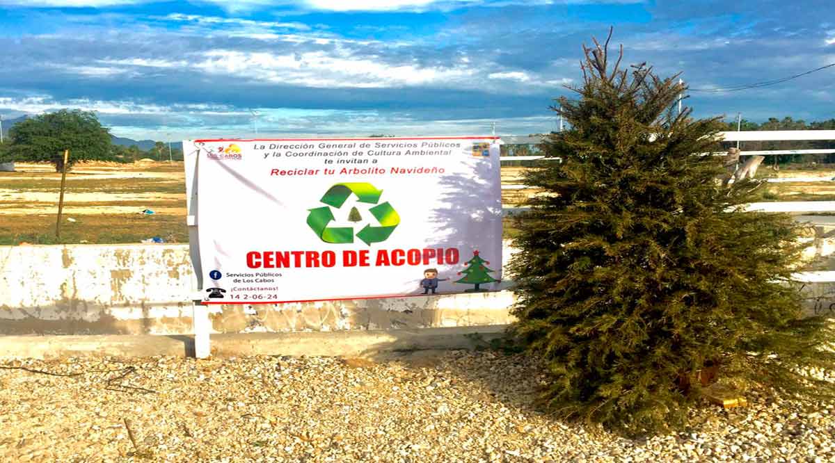 Recibirán a partir del 8 de enero los árboles navideños en los Centros de Acopio de Los Cabos