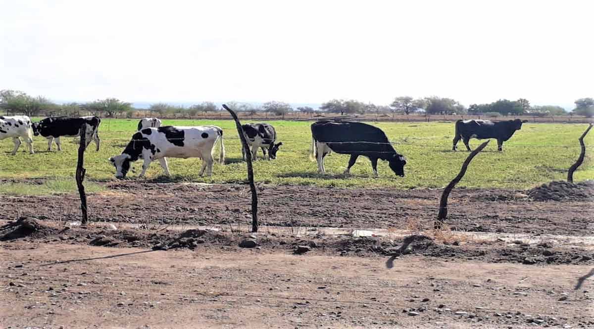 Beneficiarán las lluvias registradas en BCS al sector ganadero