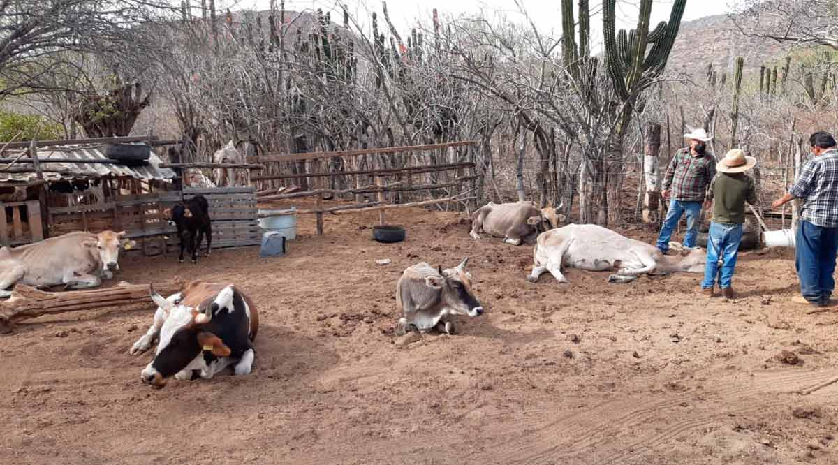 Causa fiebre carbonosa y clostridiasis muerte de ganado en BCS