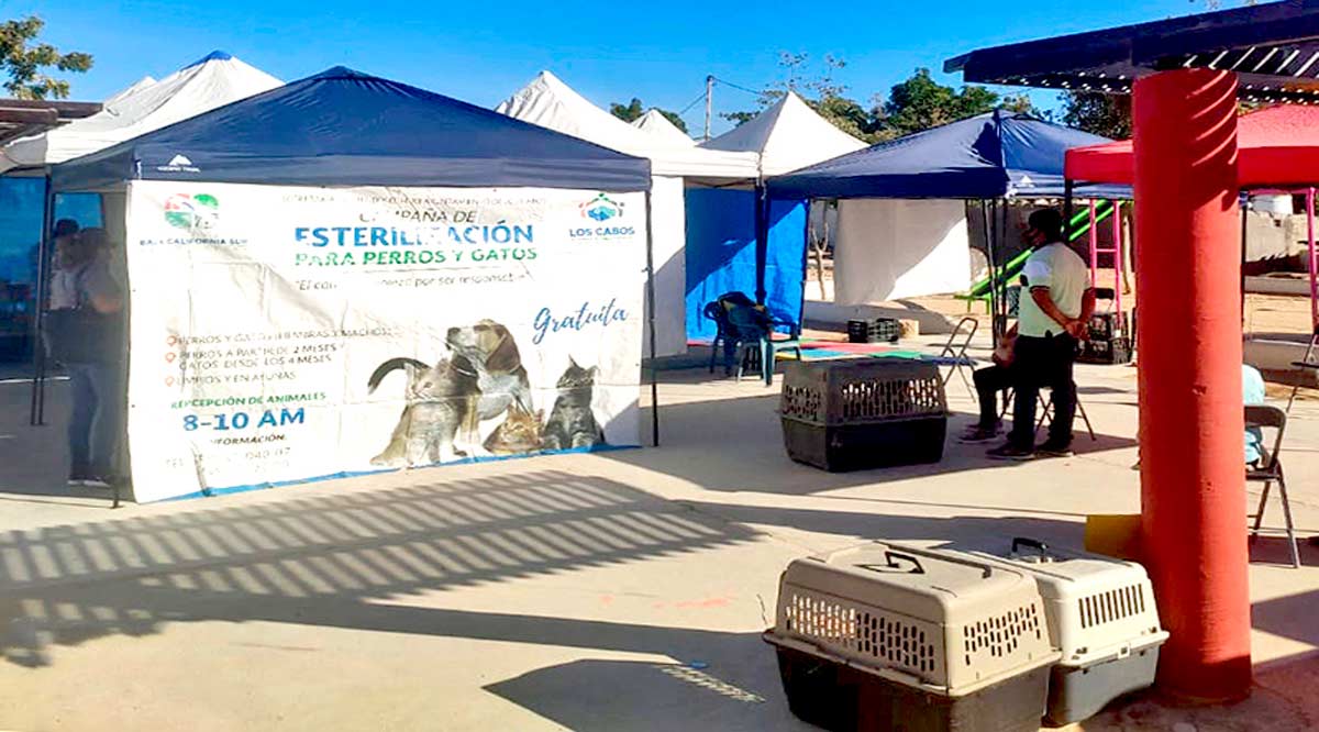 Esterilizan perros y gatos en Los Cabos