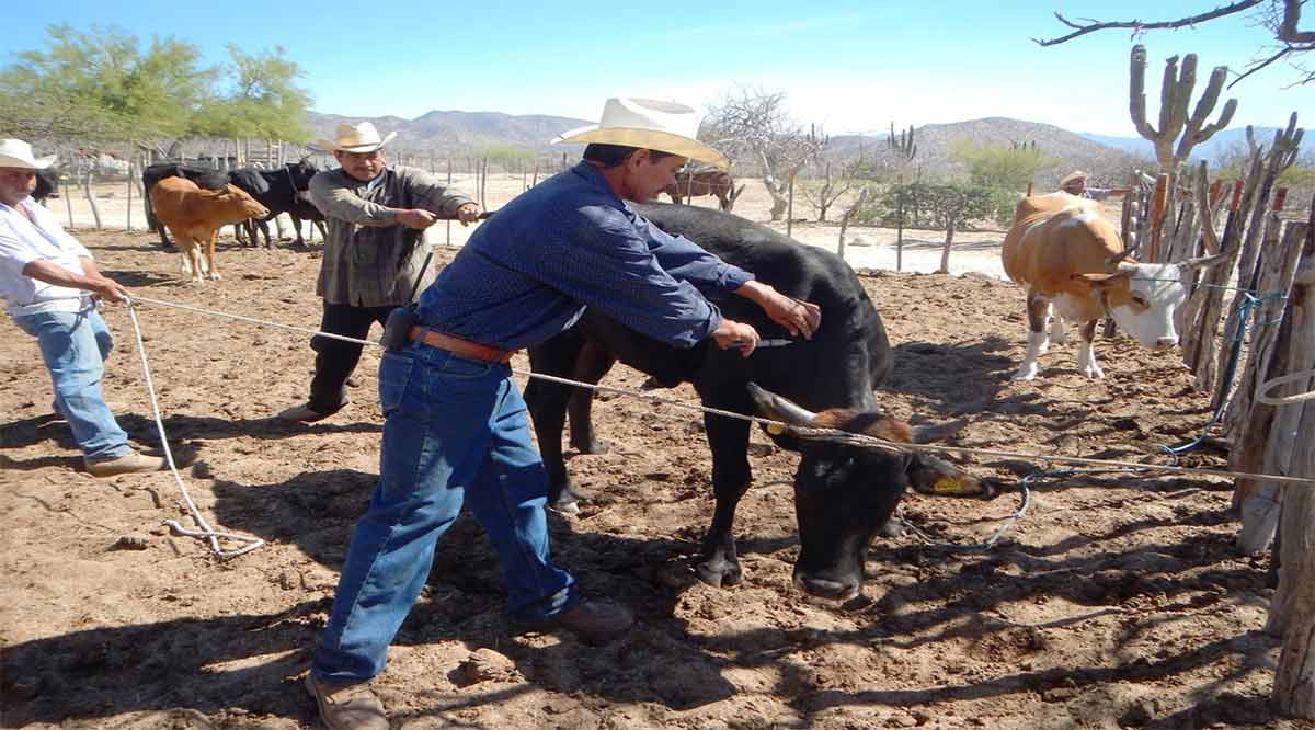 Continúan trabajos de barrido de tuberculosis bovina en la zona sur de BCS