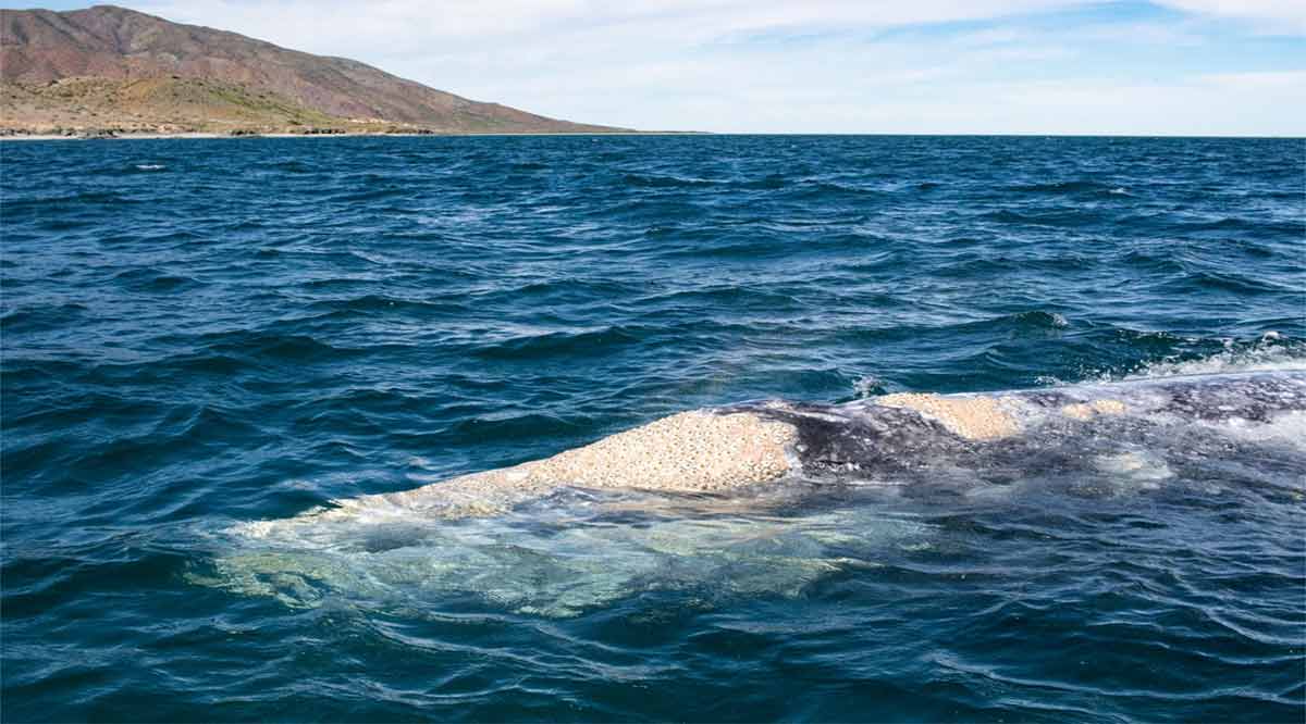 Avistamiento de ballena costará 2 mil pesos por lancha con 6 personas en López Mateos