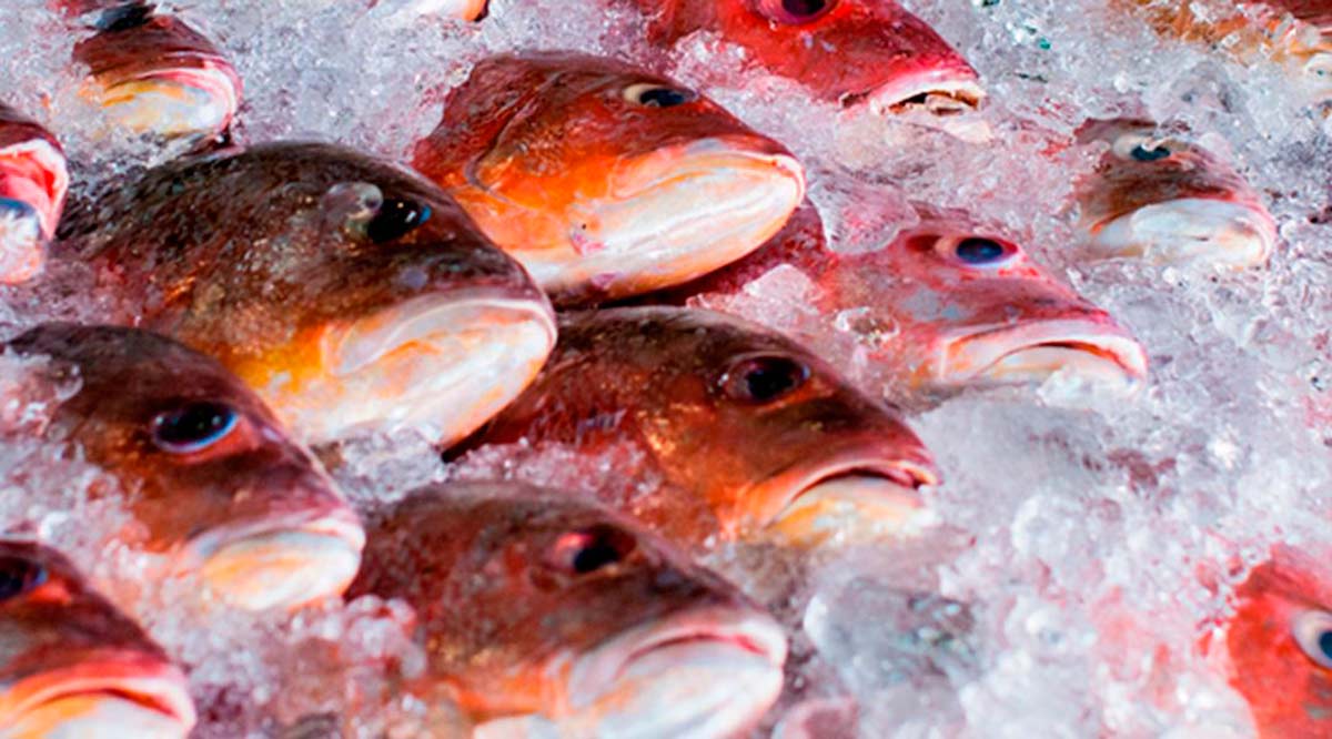 Llaman en Los Cabos al consumo seguro de pescados y mariscos