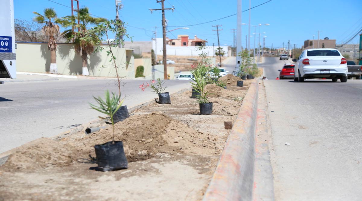 Se han plantado más de 1,500 ejemplares de diferentes especies en camellones de Los Cabos