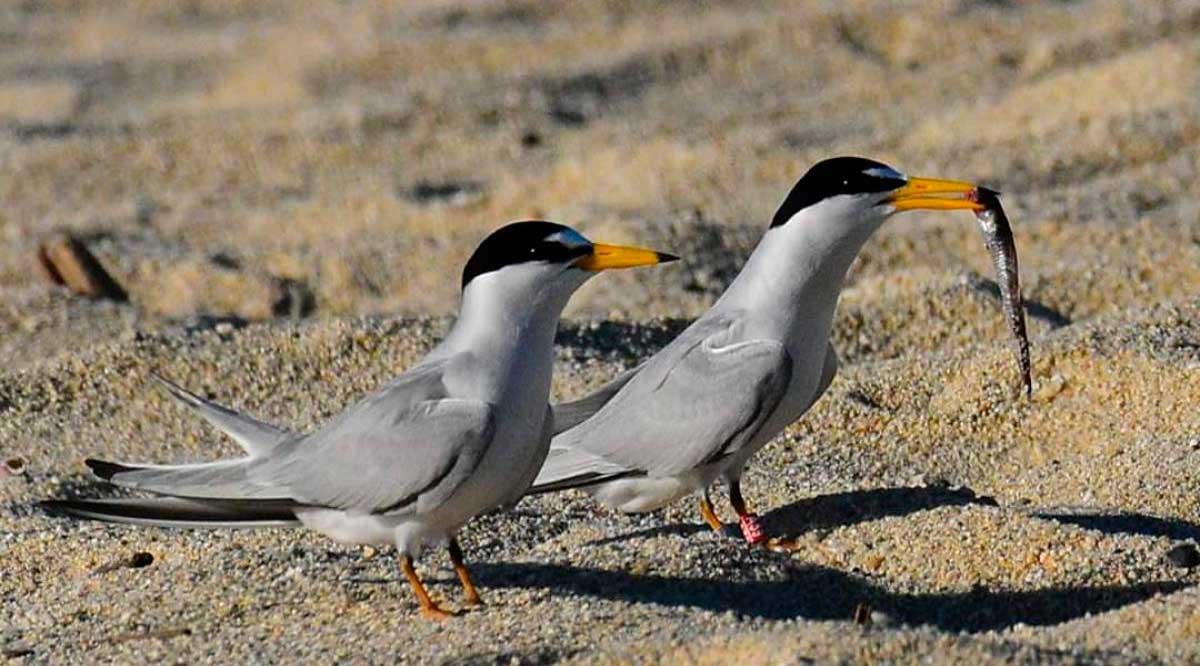 Promueve la UABCS conservación del gallito marino de California