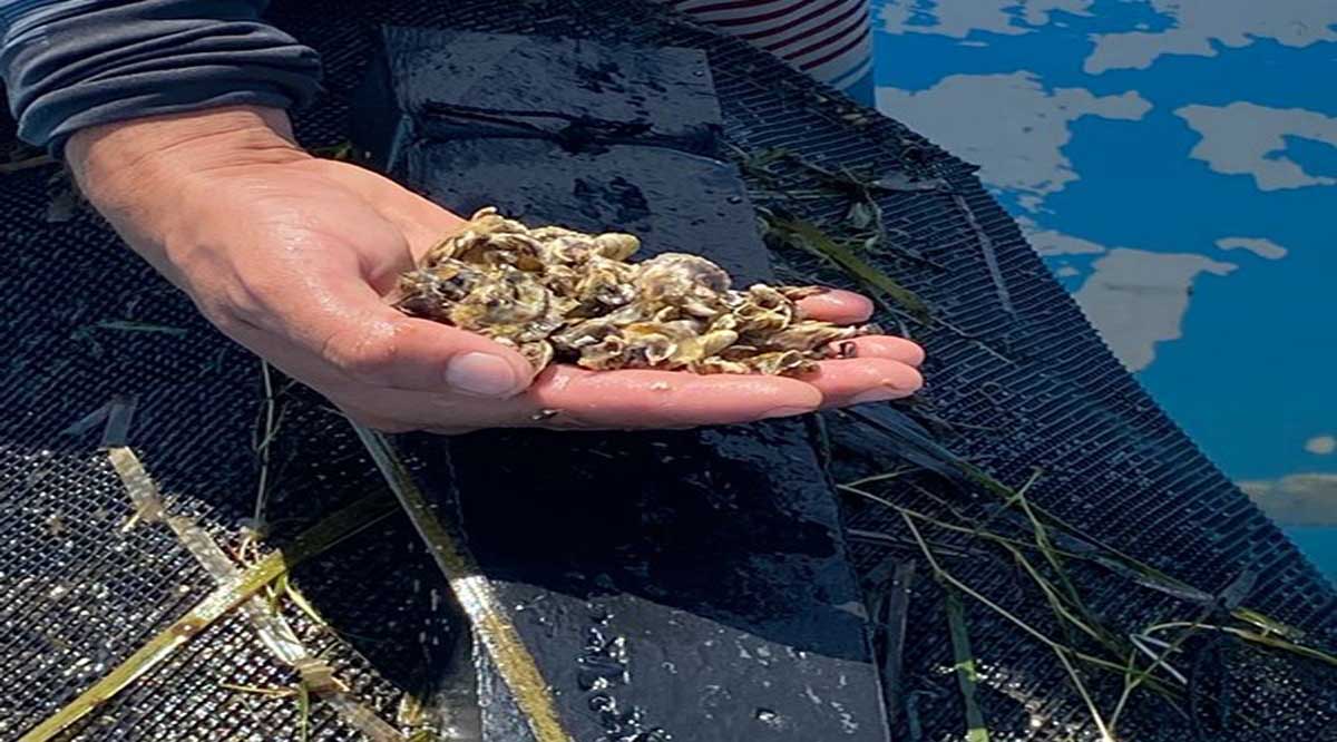 Efectúan muestreo de aguas de mar de Punta Abreojos