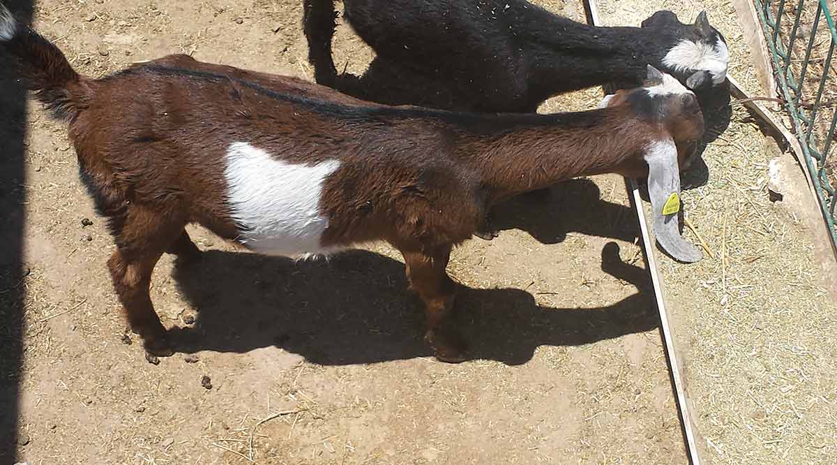 Impulsarán proyectos estratégicos en la Sierra de San Francisco