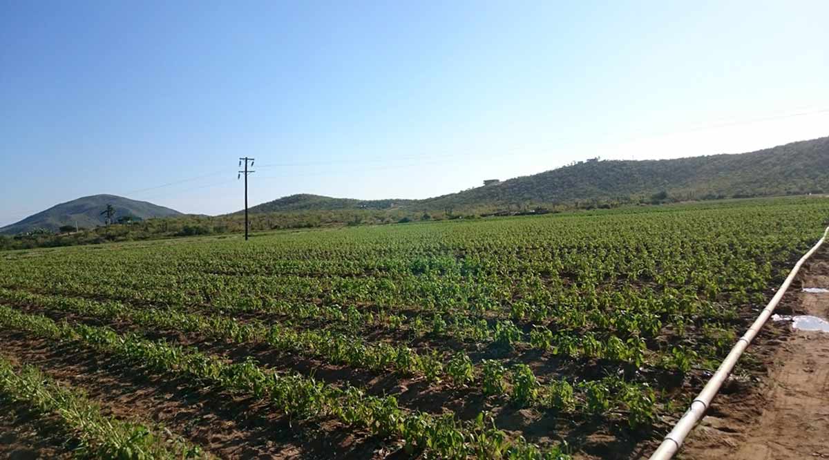 Proyectan sembrar 15 mil hectáreas de diversos cultivos en el ciclo otoño-invierno en BCS