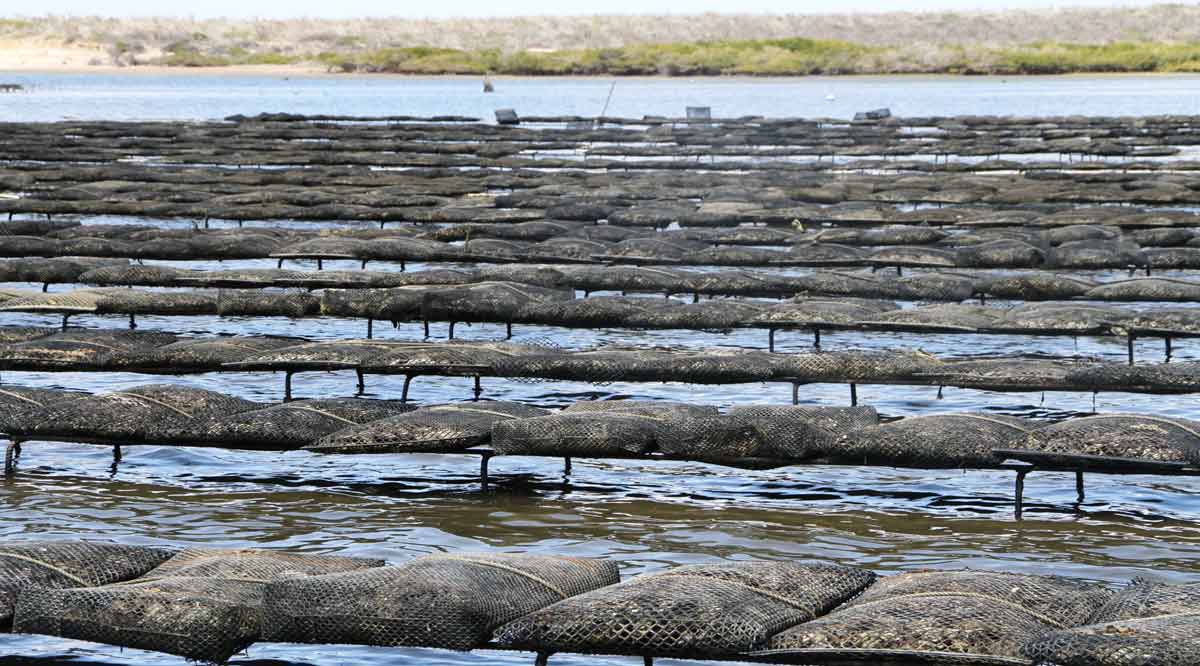 Comparten productores acuícolas casos de éxito y retos que han enfrentado en BCS