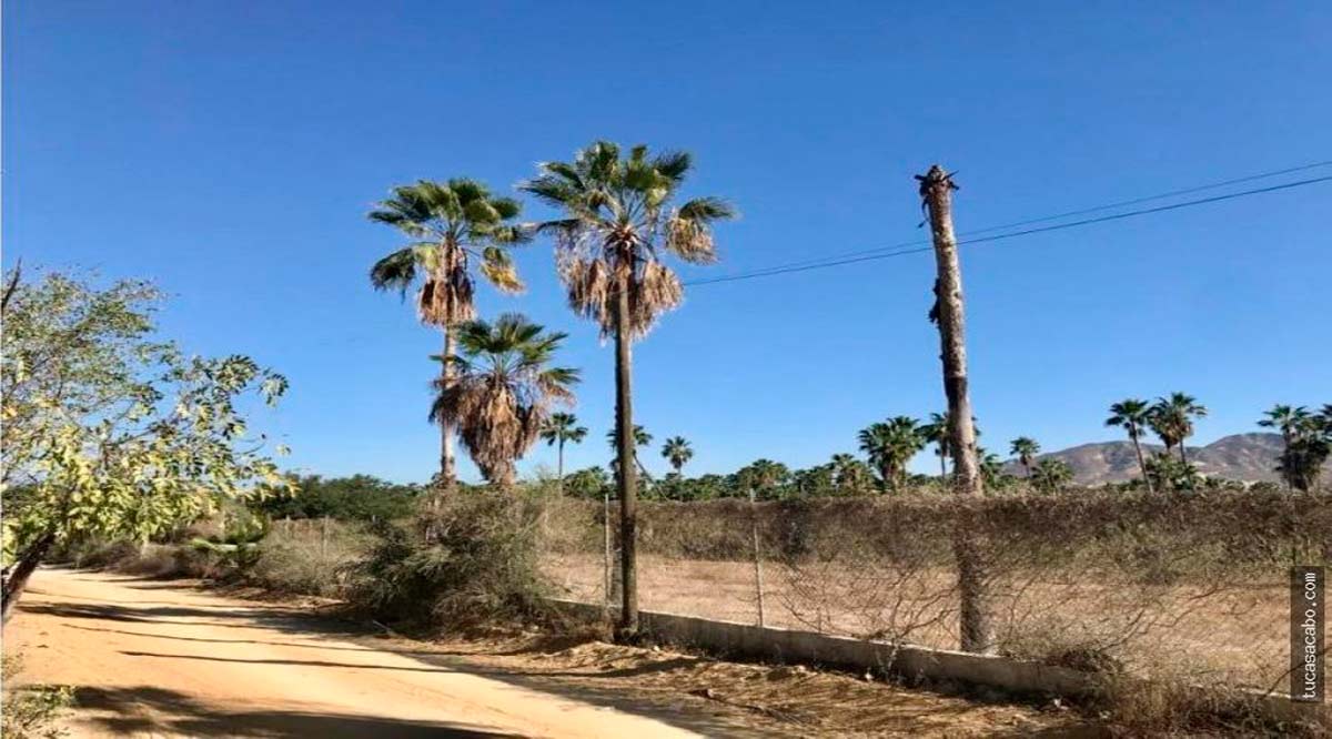 Debe aclararse venta de áreas verdes en colonias de SJC