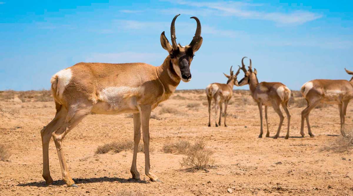 Cuenta BCS con 4.5 mil hectáreas de Áreas Naturales Protegidas