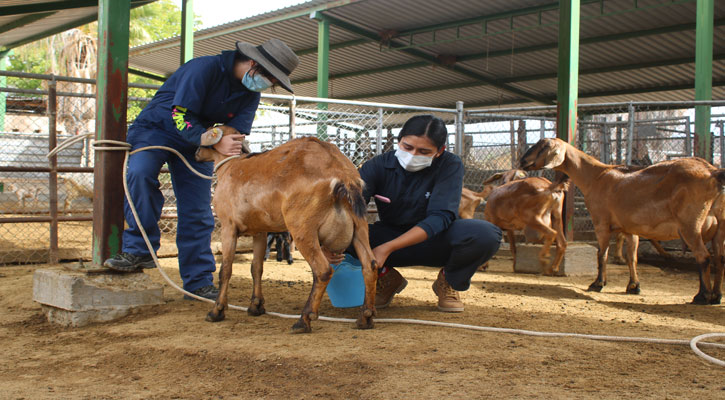 Evalúan a Ingeniería en Producción Animal de la UABCS