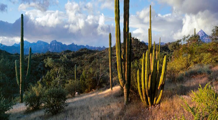 Nuevo intento por convertir Sierras de la Giganta y Guadalupe en Área Natural Protegida