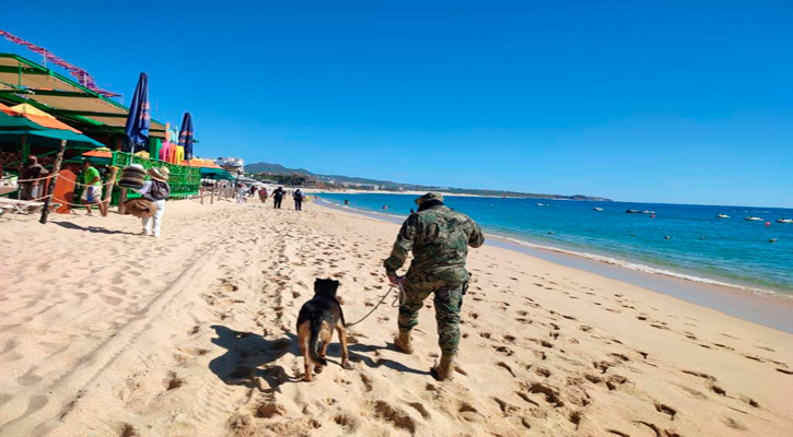 Continúa Operativo Binomio Canino en contra del narcomenudeo en CSL