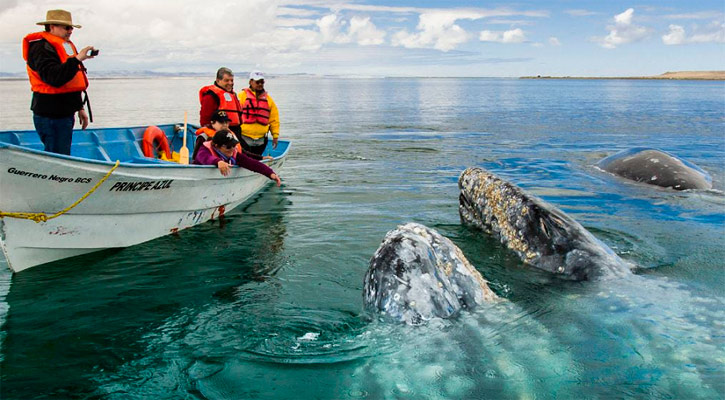 Inconformes permisionarios de López Mateos por recorte de banderines para avistamiento de la ballena