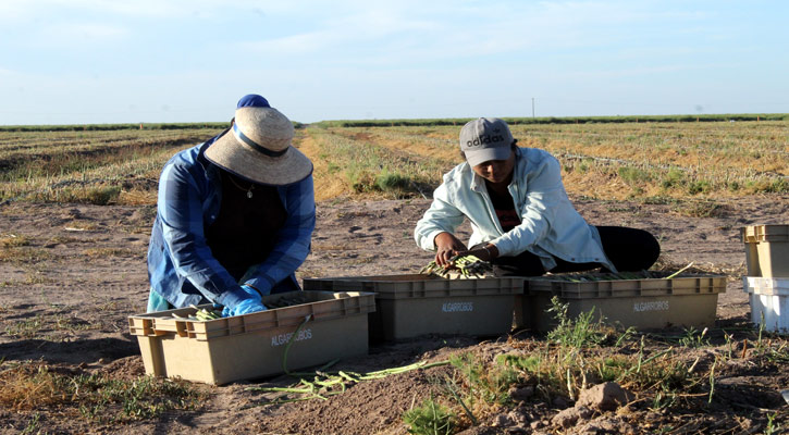 Es BCS el tercer productor más importante de espárragos en el país