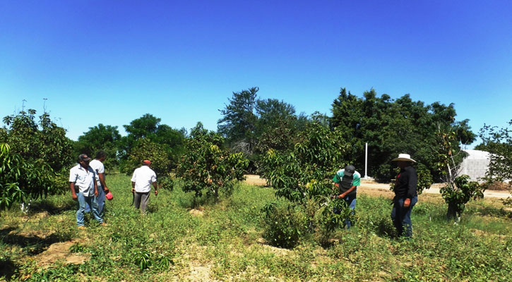 Concluirá el año Ceproveg con una producción de más de 20 mil plantas