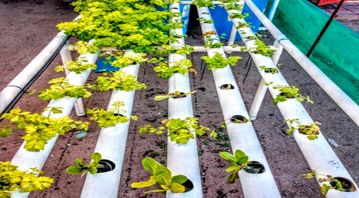 Es la acuaponia una alternativa sustentable para la producción de peces y plantas en BCS