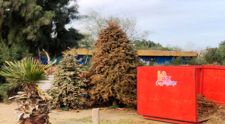 Concluye el 28 de febrero la recepción de árboles de Navidad en el Eco Parque