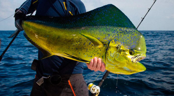 Se oponen diputados del PAN a liberación del dorado a la pesca comercial