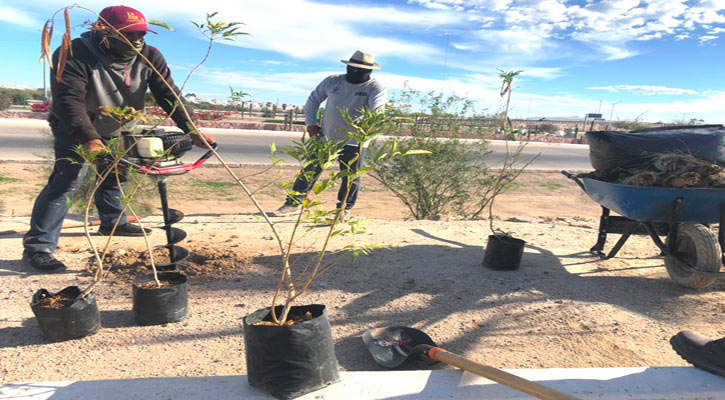 Reforestarán la entrada del Eco Parque en La Paz