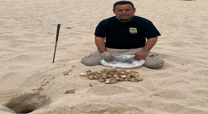 Identificaron 2 nidos de tortugas con 195 huevos en playas de la zona hotelera de SJC