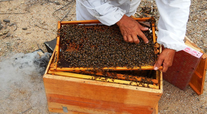 Habrá apoyo económico para productores de miel, maíz y frijol en BCS