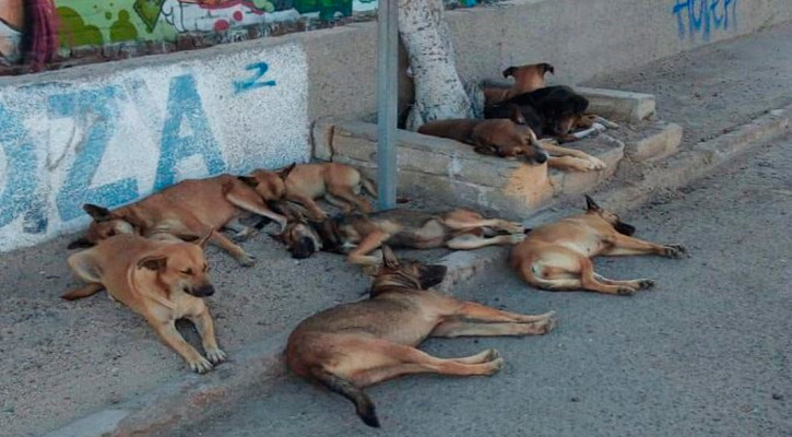 Más que adopción, debe haber conciencia en cuidado de mascotas