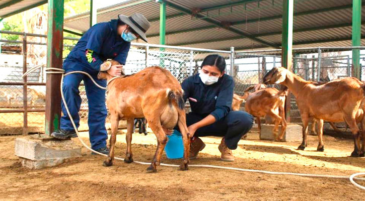 Se trasladará el área de zootécnica de la UABCS gradualmente a San Pedro