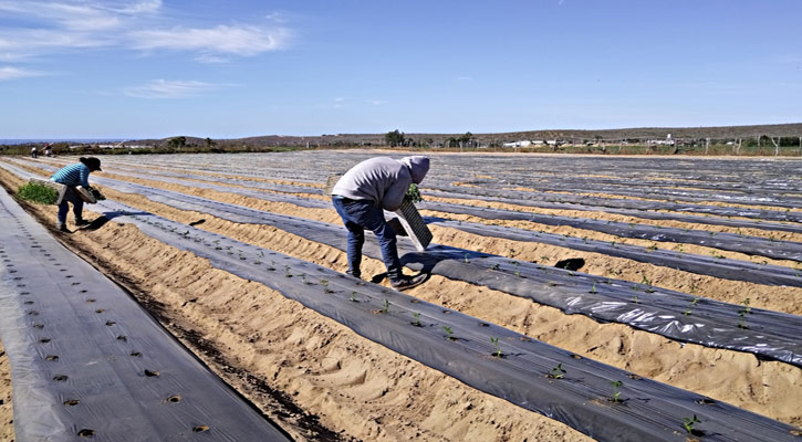 Es factor de desarrollo social y bienestar el sector agropecuario de BCS