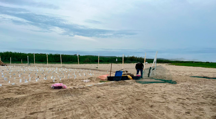 Se han protegido a la fecha 1,528 nidos y 152 mil huevos de tortuga en Los Cabos