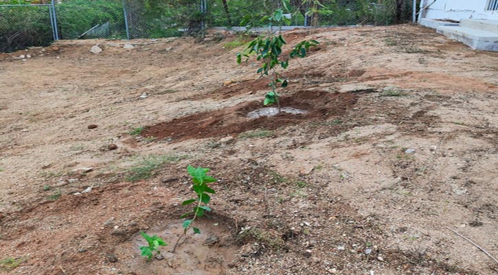 Siembran árboles frutales y plantas en la Escuela de Música en SJC