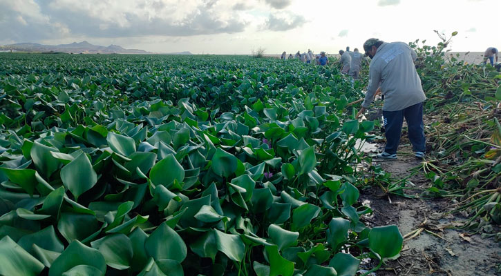 Retiraron 42 toneladas de lirio acuático del Estero de SJC