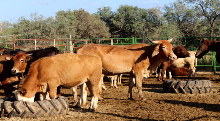 Reconoce Senasica avance de BCS en campaña de tuberculosis bovina