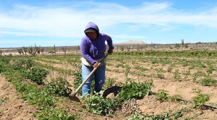 Continuará Sepada trabajando para impulsar el bienestar de la mujer rural en BCS