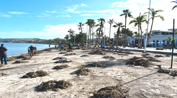 Recolectaron alrededor de 50 toneladas de basura en franja del kiosco a la primera zona de playa en La Paz